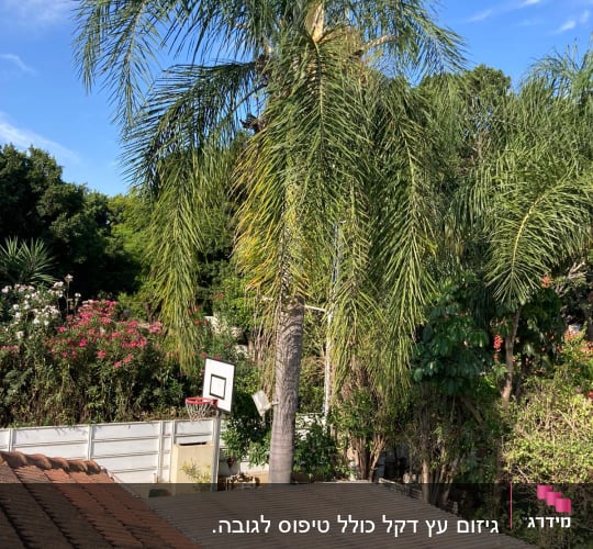 עץ דקל גבוה עם ענפים ארוכים וירוקים
